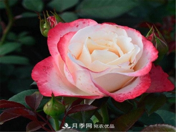 全球10大“名贵”月季花，养过其中5盆，就算“月季发烧友”