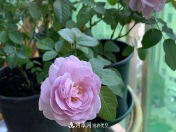 推荐这6款月季，颜值都巨高，喜欢月季的千万不要错过