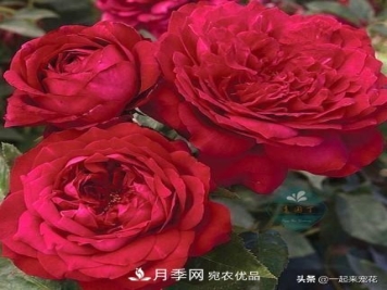 10款红色系月季推荐，款款惊艳
