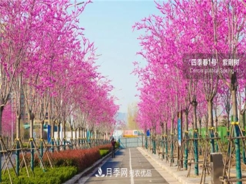 苗木产品的价格、价值和供需，三角关系之动态平衡