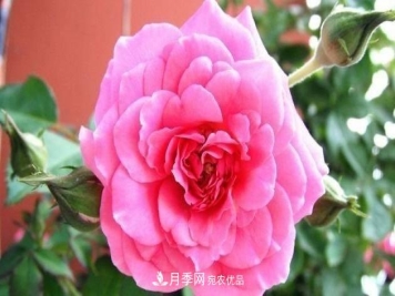 月季、蔷薇、玫瑰有区别，懂得1点，全都能养好，开花一茬茬