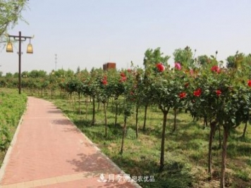 陕西咸阳两寺渡公园百亩月季树绚烂绽放惹人爱