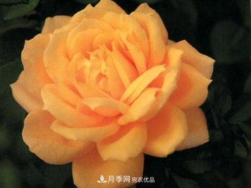 种植月季品种春蕾需要做到哪些方面？