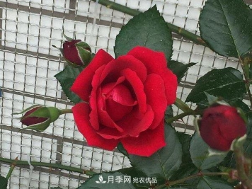 藤本月季的小知识和代表品种