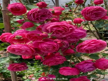 6种月季太勤快，开花一茬接一茬，花量大还抗病！