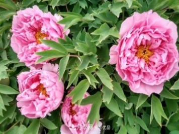 洛阳牡丹花种植中的一点小建议，有帮助必看