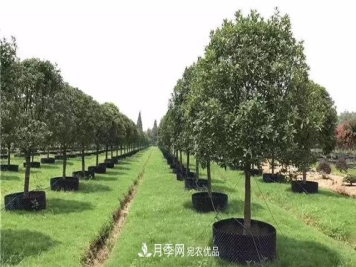 容器苗，或将成为苗木种植新趋势