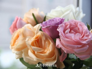 养花妙招：月季这样施肥花瓣大而艳