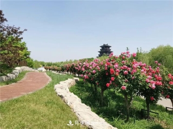 衡水街头开满月季花，又香又美人人夸