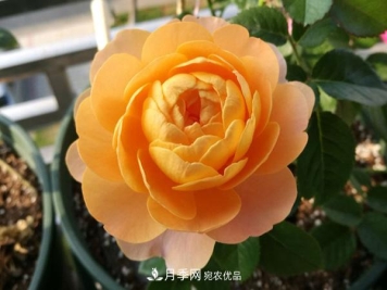 推荐10个微月品种能开又抗病，给新手的微型月季