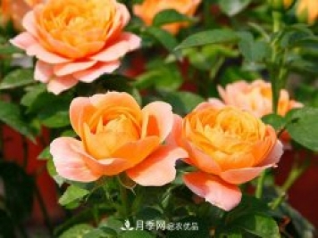 月季品种如何选择？