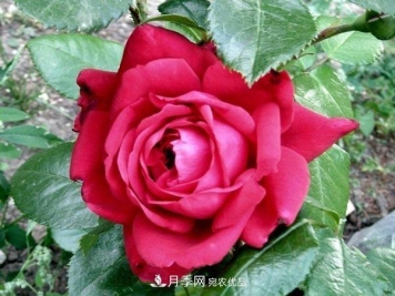 玫瑰国度的天使，冬天养月季选它，完美月季花，勤花多花更漂亮