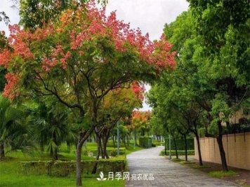 栾树的日常种植养护，你做到位了吗？