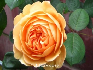 欧月月季有哪些必买品种