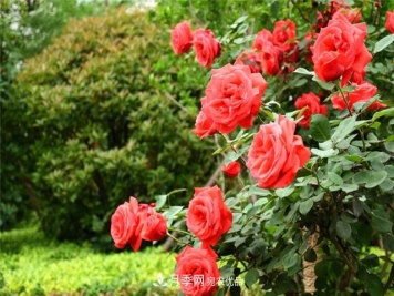 安徽阜阳：百万株月季与您“约惠”金秋