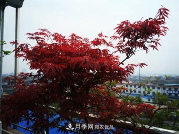 顶楼栽培花草，如何选择品种？