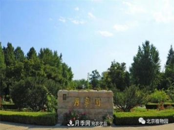 北京植物园月季花海进入国庆佳节盛花期