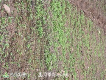 白芨种苗应该怎么挑选？种植方法是什么？南阳基地为你讲解