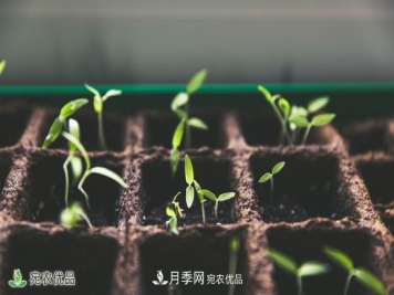 河南苗木人你可知实生苗和自根苗有什么区别？