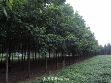 南阳市卧龙区创景速生楸树苗木基地