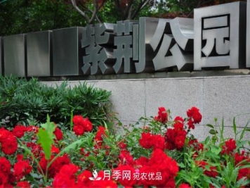 常州紫荆公园走红，被称世界月季名园，免门票创记录