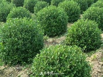 2020年苗木行业开启价格白刃战，谁主沉浮？