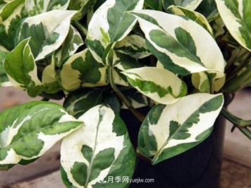 8种常见绿植，变异之后超级美，价格也贵了10倍不止