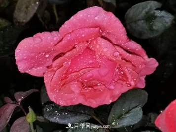 夜色下的谦卑，月季到底有多美？