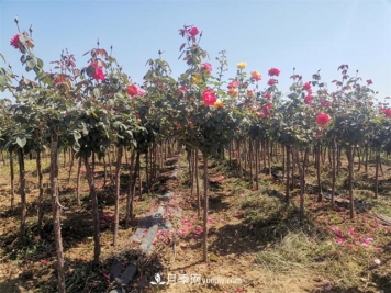 新品种树状月季花期长生命力强，院子阳台都可以种植！