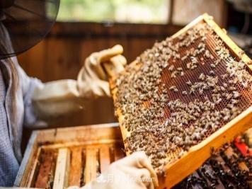 跌落神坛的土蜂蜜土特产