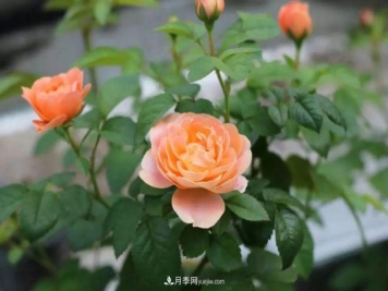 耐看的10种月季：非常养眼，你养过几种