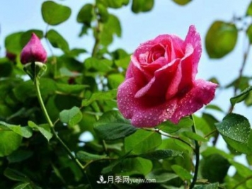 花也分三六九等么？何为一品九命？