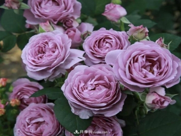 非常“勤奋”的4个月季品种，1年开花不断，关键抗病性好