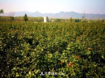 南阳市内乡县五角枫玉兰苗木基地