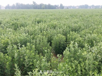 南阳桐柏县小艾草变成致富产业