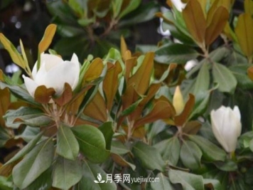 南召县张德仓，玉兰苗木大王创业记