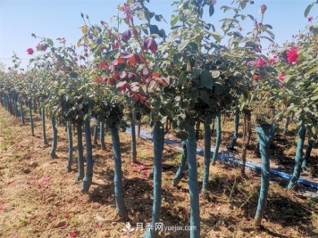 如何做好南阳苗木的冬季防寒防冻措施？