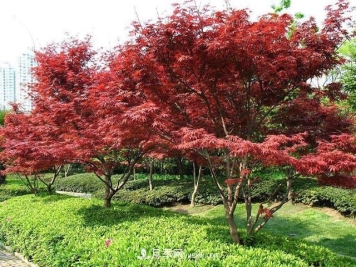 苗木明码标价行得通吗，你怎么看？