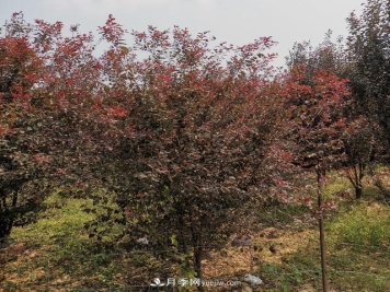 南阳紫叶李苗木基地，紫叶李都有哪些优点和特点？