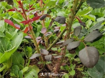 10种多刺月季篱笆防护用，修剪也需要小心