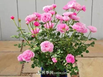 推荐新手5种微型月季，好养又好看，阳台盆栽佳品