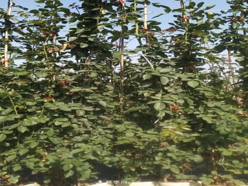 批发1.8米，2米高藤本月季，大量有货