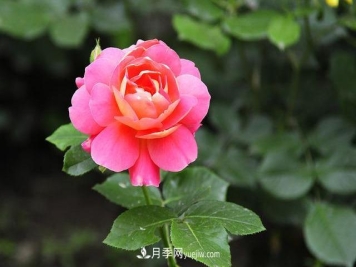 十月养月季，三个动作“虐一虐”，15天催新笋，绽放层叠群花