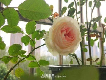 带你快速了解月季的不同种类！