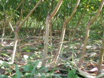 南阳陆营镇桃树苗基地批发