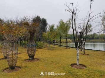 绿化草坪夏季发黄枯萎的原因分析及解决方法