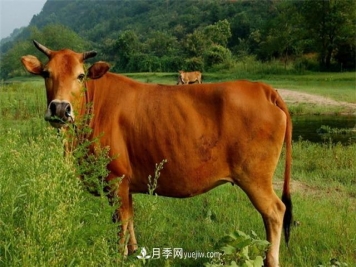 全国那么多品种的牛，为啥俺们南阳黄牛那么出名？原因在这！