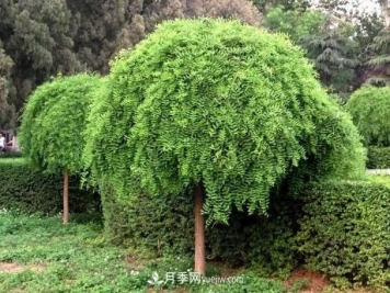 金叶垂槐和龙爪槐是一个国槐苗木品种吗？