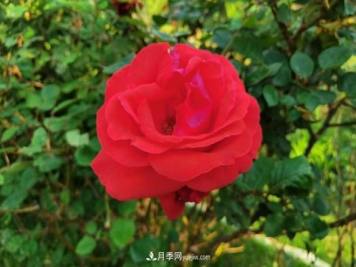 被玫瑰遮住光芒的月季花，妙用很多，能赏能吃能泡茶