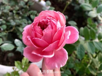 月季品种推荐：铃之妖精